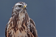 Buizerd-20240916g14401A1A7283dtcrfb-Noordwaardpolder.jpg