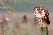 Buizerd-20240920g14401A1A7676dtcrfb-Noordwaardpolder.jpg