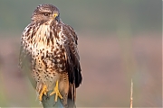 Buizerd-20240920g14401A1A7693apsvcrfb-Noordwaardpolder.jpg