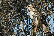 Buizerd-20241004g14401A1A8121atcr-Noordwaardpolder.jpg