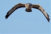 Buizerd-20241004g14401A1A8163dtcrfb-Noordwaardpolder.jpg