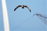 Buizerd-20241004g14401A1A8163otcr-Noordwaardpolder.jpg