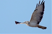 Buizerd-20241004g14401A1A8183ntcrfb-Noordwaardpolder.jpg