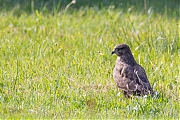 Buizerd-20260709g14401A1A5261avghcrfb-Beemden.jpg