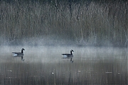 Canadese-gans-20250308g14401A1A3189atcrfb-De-Krochten.jpg