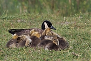 Filename=Canadese-gans-20250517g14401A1A8272atcrfb-Pannenhoef.jpg
Filesize=901KiB
Dimensions=1280x960
Date added=May 21, 2025 Canadese-gans-20250517g14401A1A8272atcrfb-Pannenhoef.jpg