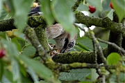 Gaai-20250607g14401A1A0226acrfb-Tuin.jpg
