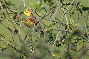 Geelgors-20250603g14401A1A9238atcrfb-Regte-Heide.jpg