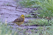 Geelgors-20260423g14401A1A1519avcrfb-Broskens-Merkske.jpg