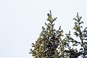 Gekraagde-roodstaart-20260426g14401A1A1916ocrfb-Chaamse-Bossen.jpg