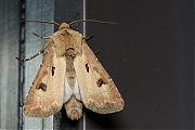 Gewone-worteluil-Agrotis-exclamationis-20140525g1280IMG_4274a.jpg