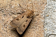 Gewone-worteluil-Agrotis-exclamationis-20150523g1280IMG_9393a.jpg