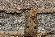 Gewone-worteluil-Agrotis-exclamationis-man-20130605g800IMG_6297a.jpg