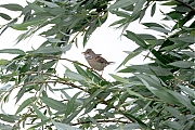 Grasmus-20250529g14401A1A9124atcrfb-Maatjes.jpg