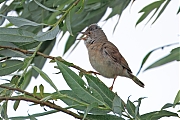 Grasmus-20250529g14401A1A9135atcrfb-Maatjes.jpg