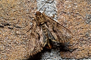 Graswortelvlinder-Apamea-monoglypha-20150610g1280IMG_9872a.jpg