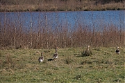 Grauwe-gans-20250305g14401A1A2896atcrfb-Pannenhoef.jpg