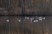 Grauwe-gans-20250308g14401A1A3148atcrfb-De-Krochten.jpg