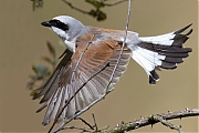 Grauwe-klauwier-20240617g14401A1A0886atcrfb-Regte-Heide.jpg