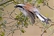 Grauwe-klauwier-20240617g14401A1A0932atcrfb-Regte-Heide.jpg