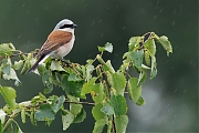 Grauwe-klauwier-20250605g14401A1A9828atcrfb-Rondgors.jpg