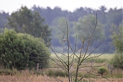 Grauwe-klauwier-20260529g14401A1A3934avoghcrfb-Maatjes.jpg
