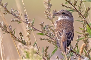 Grauwe-klauwier-20260806g14401A1A5839avcrfb-Bleke-Heide.jpg