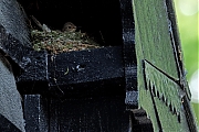 Grauwe-vliegenvanger-20250517g14401A1A8116atcrfb-Pannenhoef.jpg