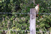 Groene-specht-20260606g14401A1A4268avghcrfb-Pannenhoef.jpg