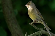 Groenling-20250506g14401A1A7724atcrfb-Tuin.jpg