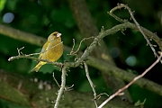 Groenling-20250506g14401A1A7803atcrfb-Tuin.jpg