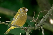 Groenling-20250506g14401A1A7816atcrfb-Tuin.jpg