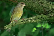 Groenling-20250506g14401A1A7877atcrfb-Tuin.jpg