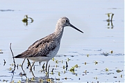Groenpootruiter-20260426g14401A1A2012avghcrfb-Bleeke-Heide.jpg