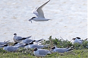 Grote-stern-20260428g14401A1A2487avcrfb-Yerseke-Moer~0.jpg