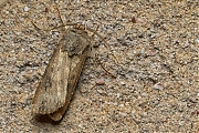 Grote-worteluil-Agrotis-ipsilon-20141006g1024IMG_7605a.jpg