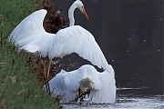 Grote-zilverreiger-20250221g14401A1A2585atcrfb-Parkeerplaats-Tachtig-Bunders.jpg