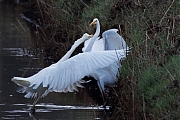 Grote-zilverreiger-20250221g14401A1A2642atcrfb-Parkeerplaats-Tachtig-Bunders.jpg