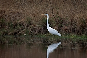 Grote-zilverreiger-20250422g14401A1A7099atcrfb-Oude-Buisse-Heide.jpg