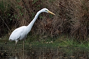 Grote-zilverreiger-20250422g14401A1A7107atcrfb-Oude-Buisse-Heide.jpg