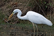 Grote-zilverreiger-20250422g14401A1A7112atcrfb-Oude-Buisse-Heide.jpg