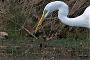 Grote-zilverreiger-20250422g14401A1A7113atcrfb-Oude-Buisse-Heide.jpg
