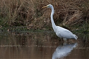 Grote-zilverreiger-20250422g14401A1A7116atcrfb-Oude-Buisse-Heide.jpg