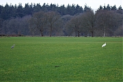 Grote-zilverreiger-Blauwe-reiger-20250129g14401A1A1767atcrfb-Ticheltseberg.jpg