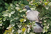 Houtduif-20250608g14401A1A0429atcrfb-tuin.jpg