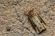 Houtspaander_Axylia_putris-20140519g800IMG_3768a.jpg