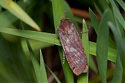 Huismoeder-Noctua-pronuba-20140531g1280IMG_4346a.jpg