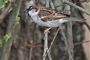 Huismus-20260417g14401A1A0978avcrfb-Jachthaven-Etten-Leur.jpg
