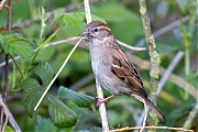 Huismus-20260417g14401A1A0996avcrfb-Jachthaven-Etten-Leur.jpg