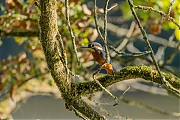 IJsvogel-20250815g14401A1A2401ocrfb-Krochten.jpg